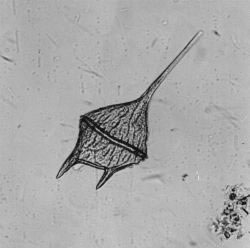 Introducción a la identificación automática