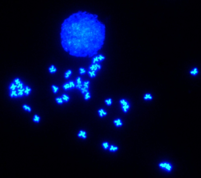 Introducción a la identificación automática