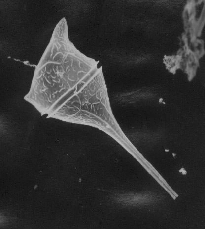 Introducción a la identificación automática