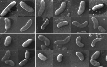 Introducción a la identificación automática
