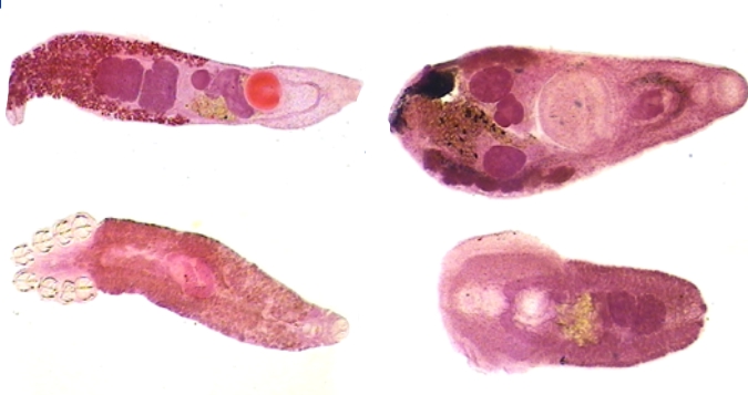 Introducción a la identificación automática
