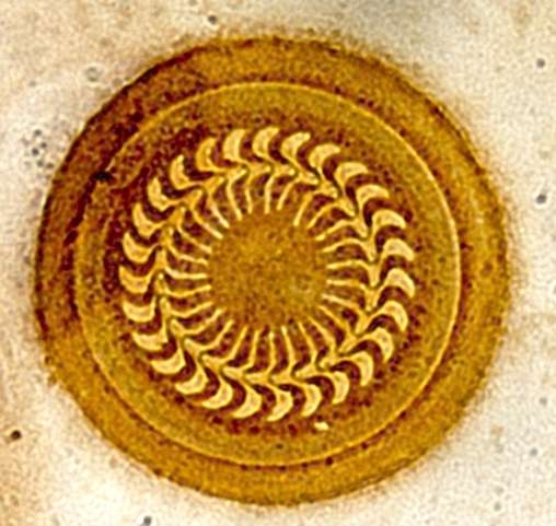 Introducción a la identificación automática